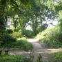 The Beth chatto gardens