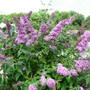 Buddleja 'Pink Delight'