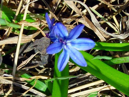 Siberian Squill