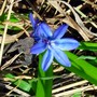 Siberian_squill1