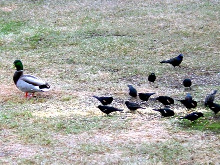 Mallard Duck and Blackbirds
