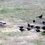 Duck_blackbirds