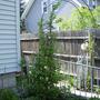 Climbing Hydrangea - Full View