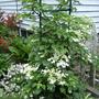 Climbing Hydrangea - Flowers