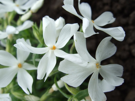 Phlox subulata 'White Delight' (Phlox subulata 'White Delight')