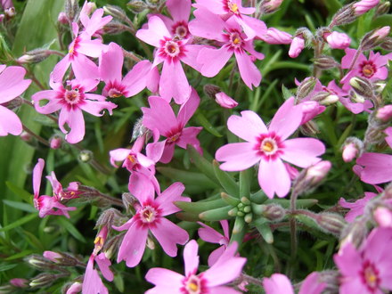 Phlox subulata 'Marjorie' (Phlox subulata (Moss Phlox))