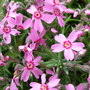 Phlox subulata 'Marjorie' (Phlox subulata (Moss Phlox))