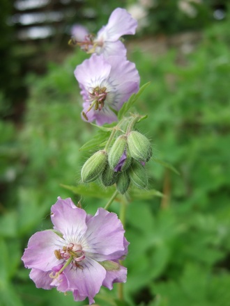 Geranium phaeum 'Langthorn's Blue' (Geranium phaeum 'Langthorn's Blue')