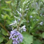 Veronica prostrata (Veronica prostrata)