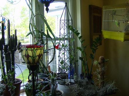 New obelisk for a Caudiciform plant