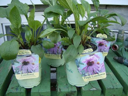 Purple Cone Flower - echinasia purpurea  