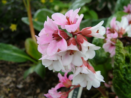 Bergenia 'Beethoven'
