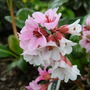 Picture_099