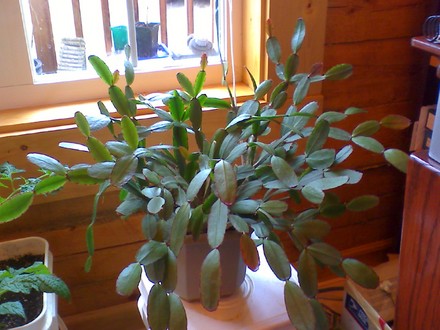 easter cactus