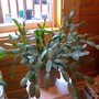 easter cactus