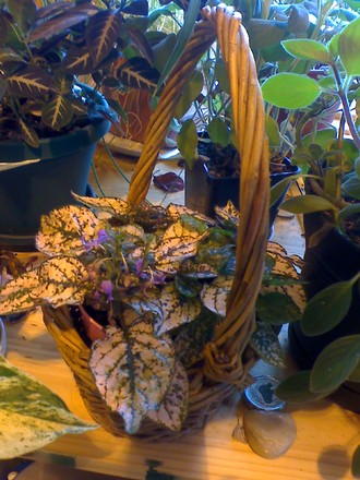 a little basket plant (Hypoestes phyllostachya)