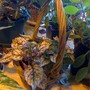 a little basket plant (Hypoestes phyllostachya)