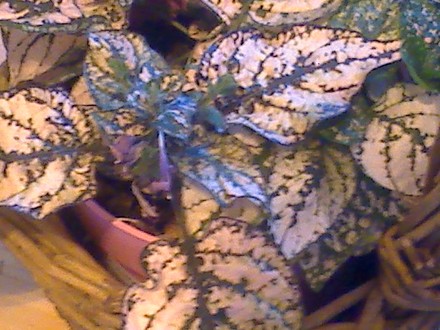 closer polka dot plant (Hypoestes phyllostachya)