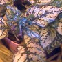 closer polka dot plant (Hypoestes phyllostachya)