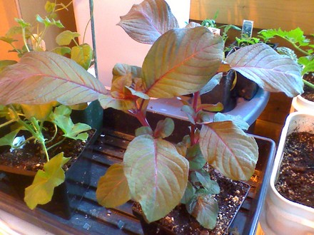 Gartenmeister (Gartenmeister Bonstedt)