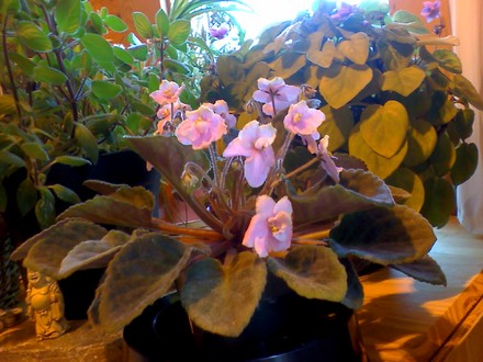 african violet may4