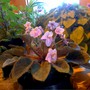 Dark_af_blooming_may4