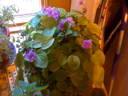 starting it's blooming