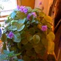 starting it's blooming