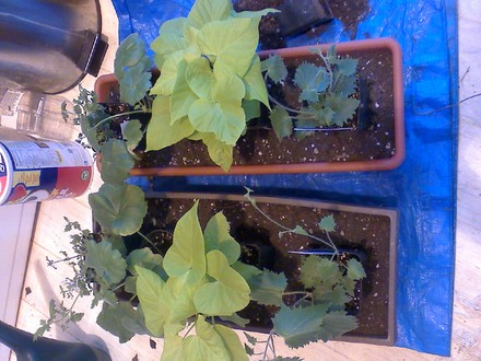 couple window baskets