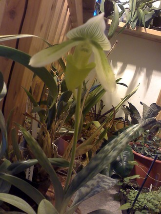 lady slipper is opening up!