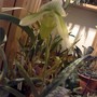 lady slipper is opening up!