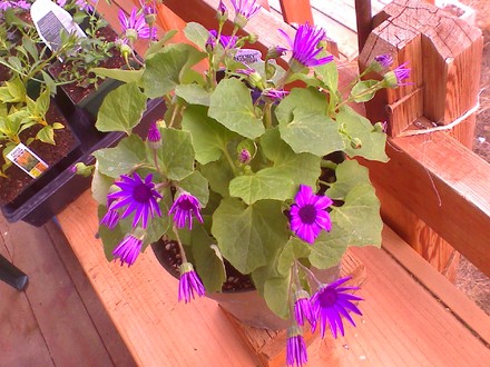 senetti (pericallis senetti)