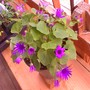Sennetti_may4