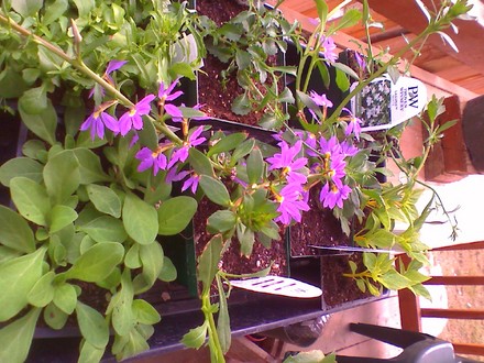 new plants from today