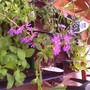 new plants from today