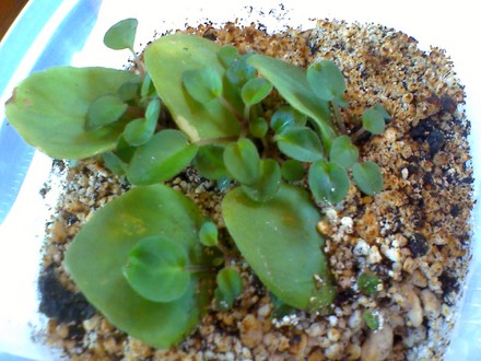 african violet babies