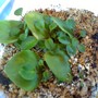 african violet babies