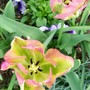 4_5_3.jpg (Tulipa)