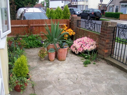 A garden flower photo