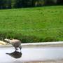 Dove