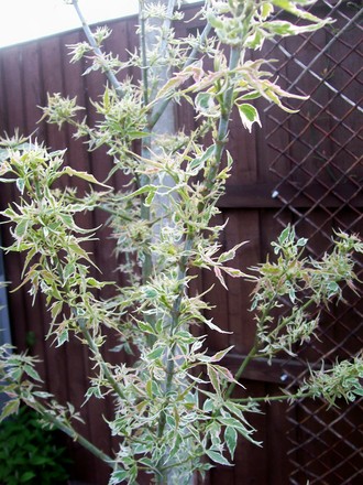 3_5_12.jpg (Acer negundo 'varigata')