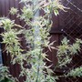 3_5_12.jpg (Acer negundo 'varigata')