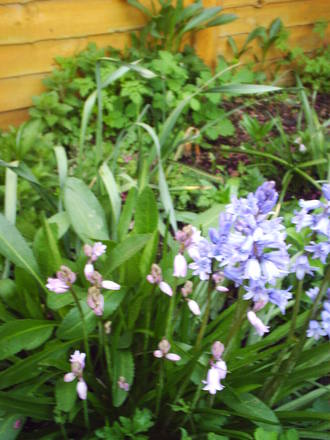 2nd_clump_of_blue_and_pinkbells.jpg