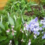 2nd_clump_of_blue_and_pinkbells.jpg