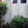 peony_lots_of_buds.jpg