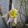 aquilegia.jpg