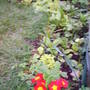 primroses_still_in_flower_5th_may.jpg
