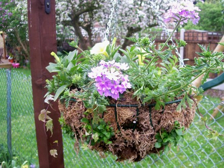 A garden flower photo