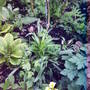 rose_bed_under_layed_with__aquilegia_primrose__geranium_lilies.jpg
