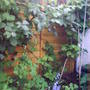 bluebells_blackberris_and_aquilegia.jpg